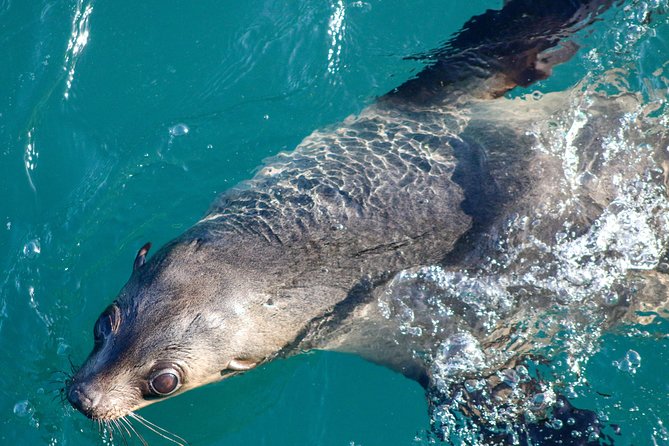 Phillip Island Seal-Watching Cruise - Customer Reviews and Ratings