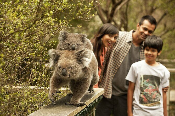 Phillip Island Tour - Koala's, Wallabies & Little Penguins. - Starting Point and Departure