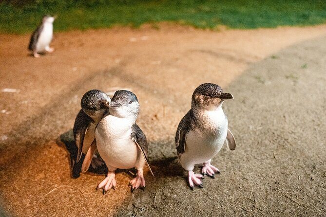 Phillip Island Tour - Koala's, Wallabies & Little Penguins. - Koala Conservation Reserve