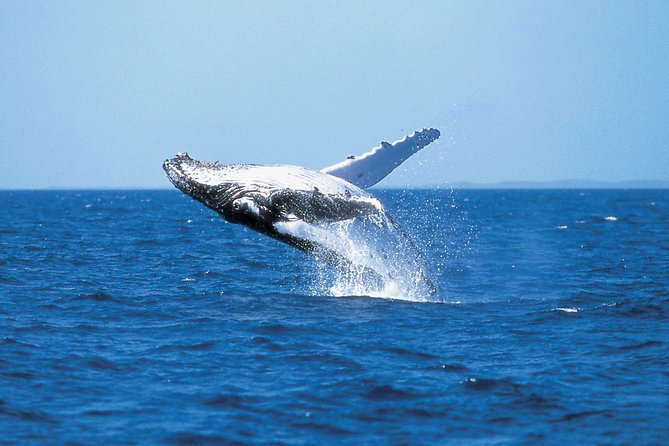 Phillip Island Whale Watching Tour - Traveler Feedback