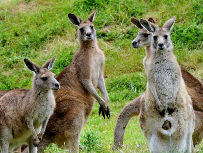 Phillip Island Wildlife & Brighton Beach Boxes Private Tour - Nobbies Precinct Discovery