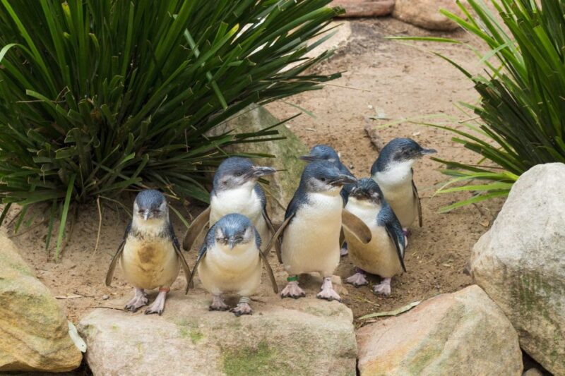 Phillip Island Wildlife & Brighton Beach Boxes Private Tour - Maru Koala and Animal Park