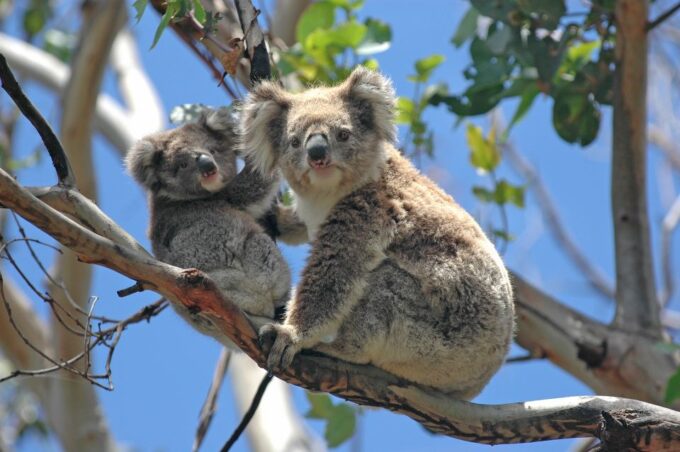 Phillip Island Wildlife & Brighton Beach Boxes Private Tour - Tour Inclusions and Exclusions