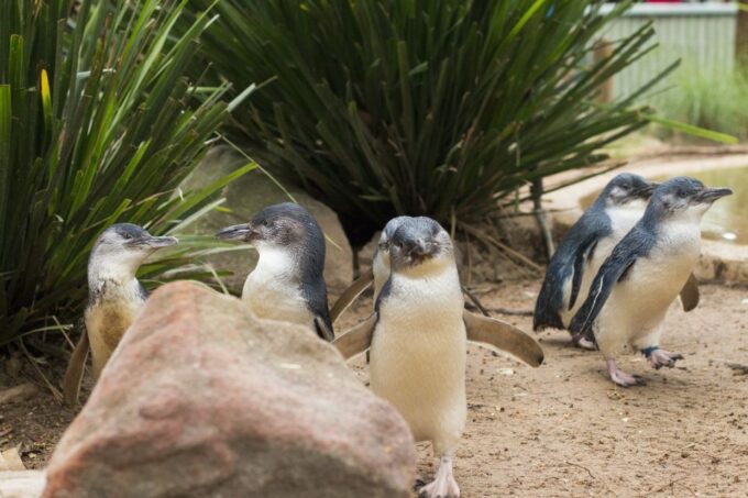 Phillip Island Wildlife & Brighton Beach Boxes Private Tour - Frequently Asked Questions