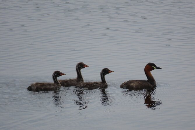 Phnom Penh Birding Experience and Brunch - Good To Know
