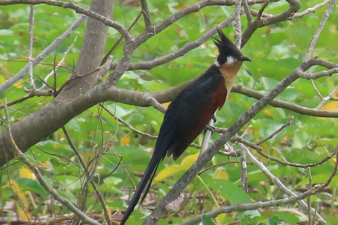 Phnom Penh Birding Experience and Brunch - Itinerary and Schedule Details