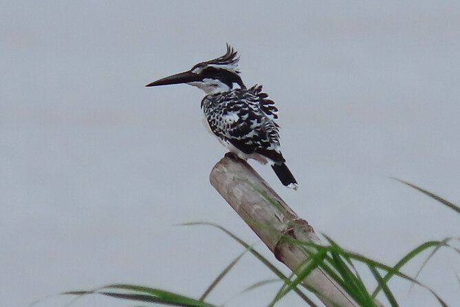 Phnom Penh Birding Experience and Brunch - Meeting Point and Pickup