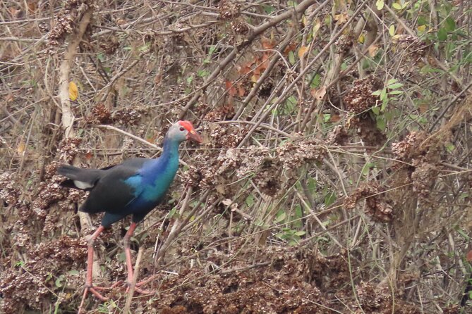 Phnom Penh Birding Experience and Brunch - Inclusions and Pricing