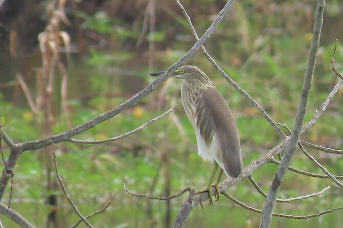 Phnom Penh Birding Experience and Brunch - Traveler Reviews and Ratings