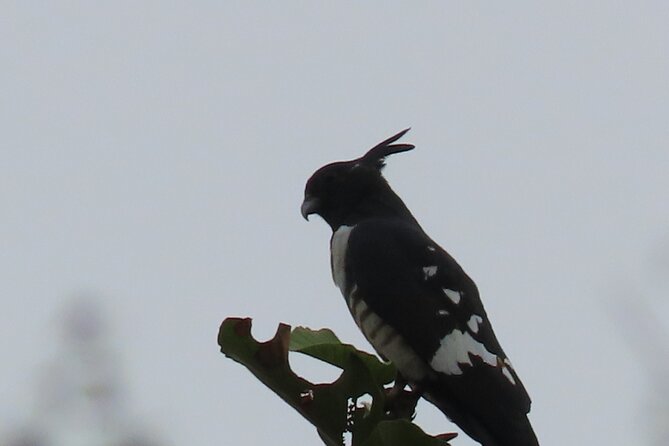 Phnom Penh Birding Experience and Brunch - Why Choose This Tour