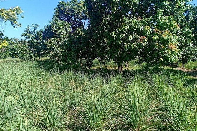 Phnom Penh Countryside Cycle Tour - Exploring Rural Agricultural Areas