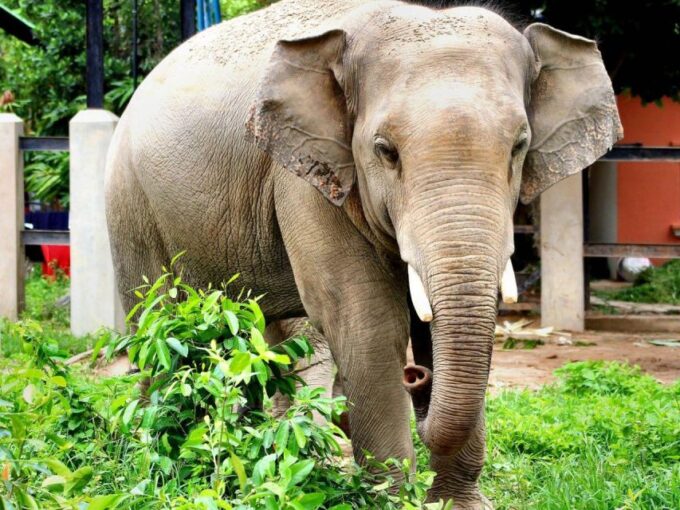 Phnom Tamao Wildlife Center & Buddha Kiri Cambodia Day Tour - Wildlife Sanctuary Experience