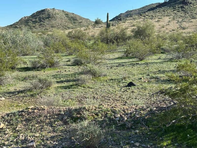 Phoenix: Guided Mountain Bike Adventure in Sonoran Desert - Key Points
