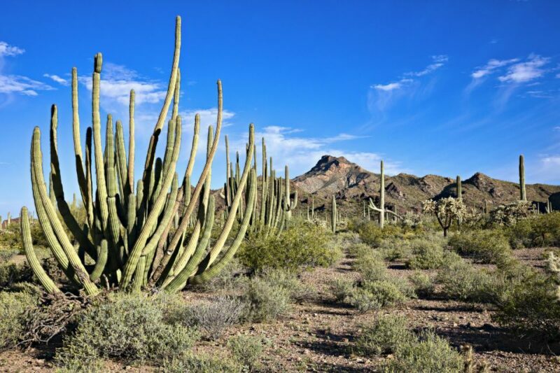 Phoenix/Scottsdale: Apache Trail Tour & Canyon Lake Cruise - Final thoughts: Is this tour right for you?