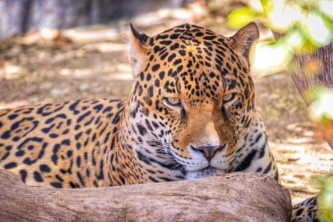 Phoenix Zoo Admission Ticket - Booking Information