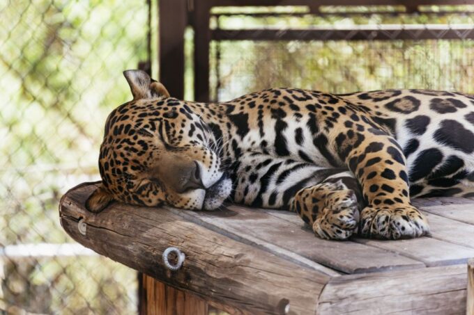 Phoenix Zoo: One Day General Admission Ticket - Visitor Ratings and Feedback