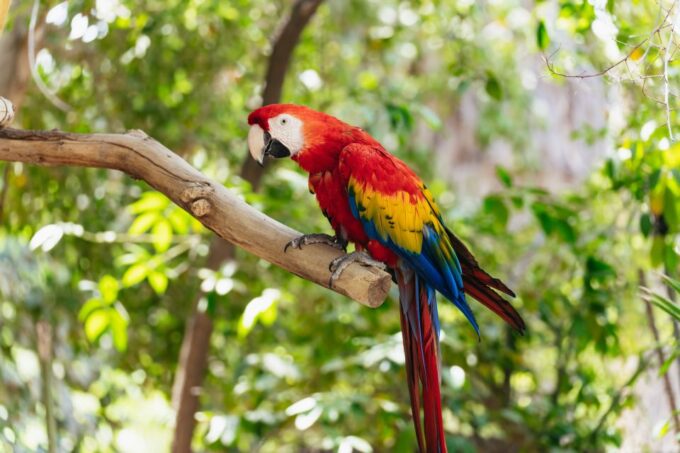 Phoenix Zoo: One Day General Admission Ticket - Frequently Asked Questions