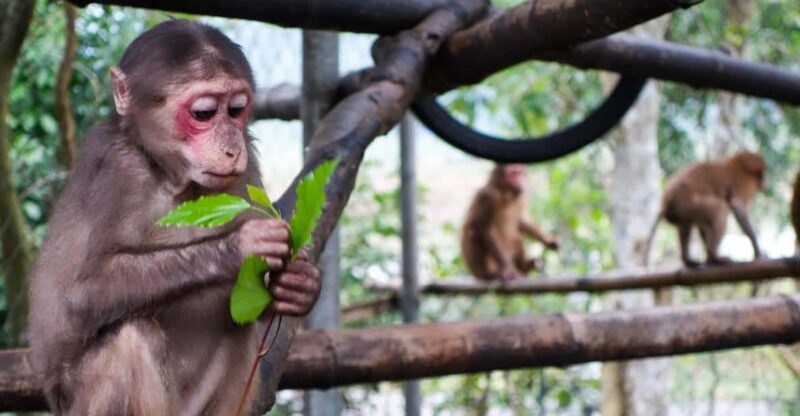 Phong Nha: Experience Jungle Adventures and Wildlife Tours - Pricing Details