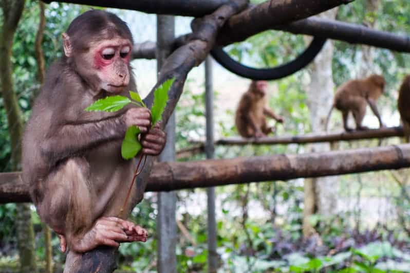 Phong Nha: Experience Jungle Adventures and Wildlife Tours - Itinerary and Activities