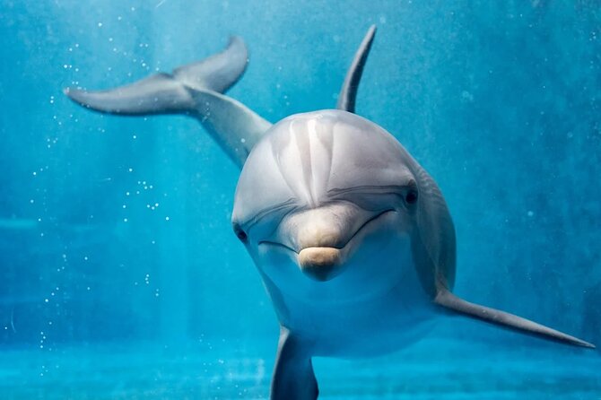 Photo Session With Dolphins With Transfer in Hurghada - Session Timing Details