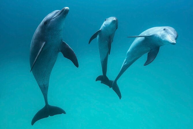 Photo Session With Dolphins With Transfer in Hurghada - Experience Highlights