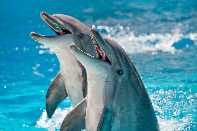Photo Session With Dolphins With Transfer in Hurghada - Traveler Reviews