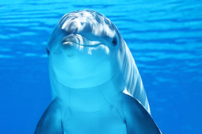 Photo Session With Dolphins With Transfer in Hurghada - Tips for Future Visitors