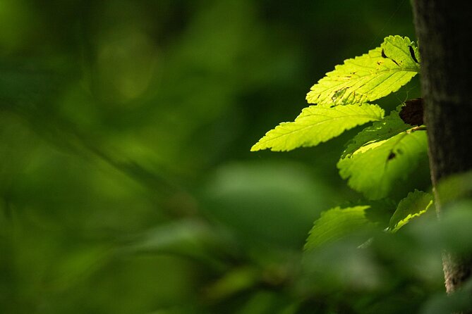 Photo Tour of Macro-Photography - Lake Garda - About Your Stay