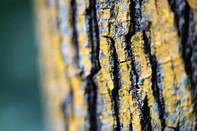 Photo Tour of Macro-Photography - Lake Garda - Meeting Point and Transportation
