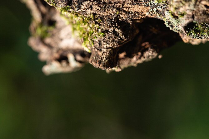Photo Tour of Macro-Photography - Lake Garda - Included Services