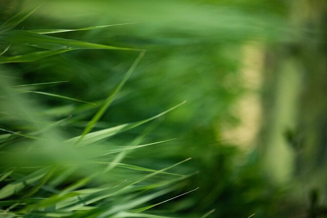 Photo Tour of Macro-Photography - Lake Garda - Tips for Macro Photography