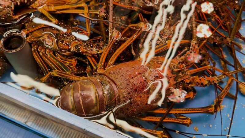 Photogenic Barbeque in Naha - Choosing Favorite BBQ Ingredients