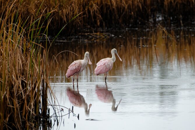 Photograph Low Country Wildlife With a Professional Photographer - Spotting Local Wildlife