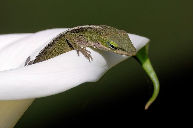 Photograph Low Country Wildlife With a Professional Photographer - Photography Techniques for Beginners