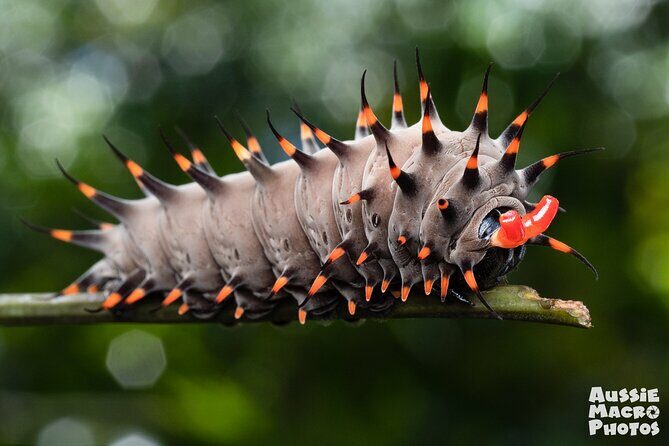 Photography and Nature in Cairns Botanic Gardens Let's Go Buggin - Overview of the Tour