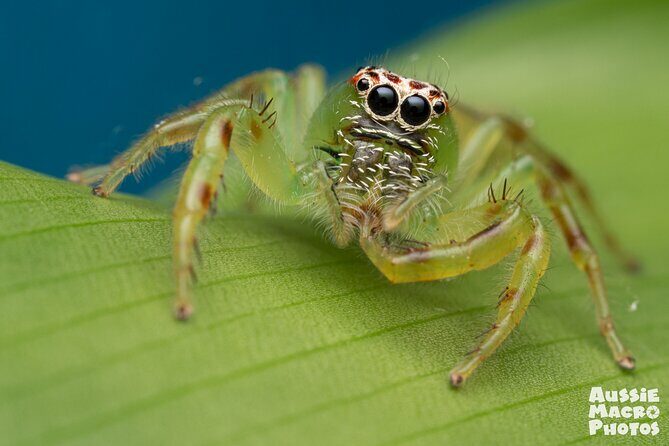 Photography and Nature in Cairns Botanic Gardens Let's Go Buggin - What the Reviews Say