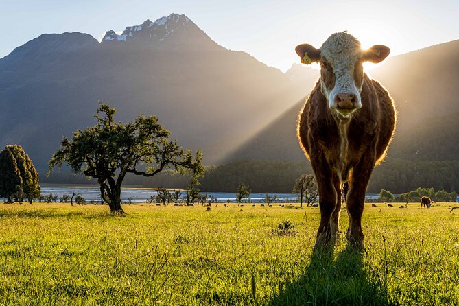 Photography Tour From Queenstown to Glenorchy - 1/2 Day - Inclusions and Amenities