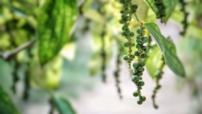 Phu Quoc: Full-day Pearl Discovery And Historical Insights - Pickup and Departure