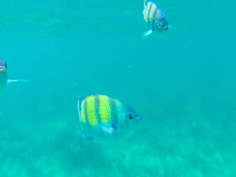 Phu Quoc Island: Scuba Diving In the South - Boat Cruise Experiences