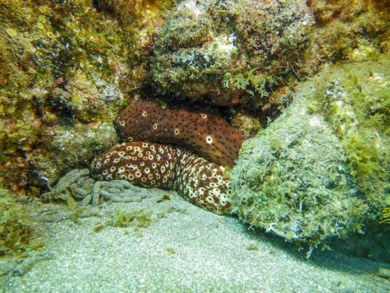 Phu Quoc Island: Scuba Diving In the South - Scuba Diving Gear Included