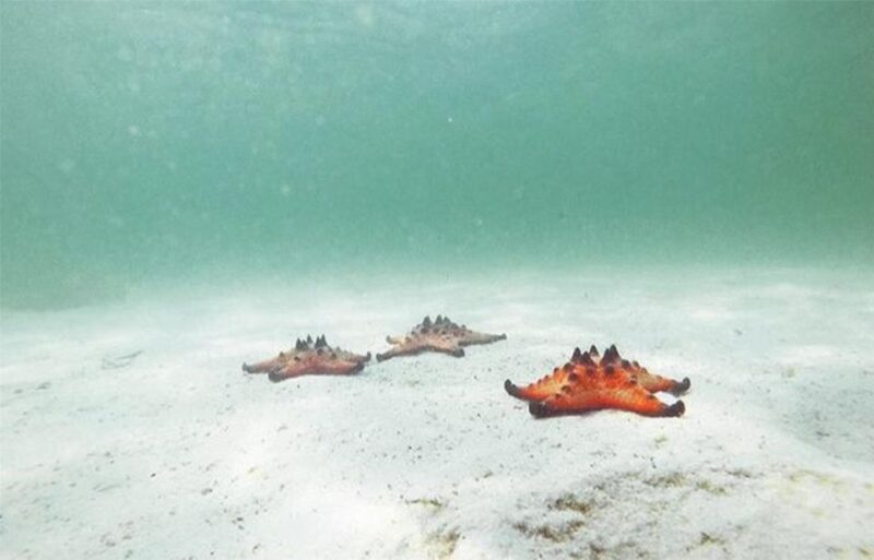 Phu Quoc: Kayaking With Starfish Beach and Bee Farm Tour - Key Points