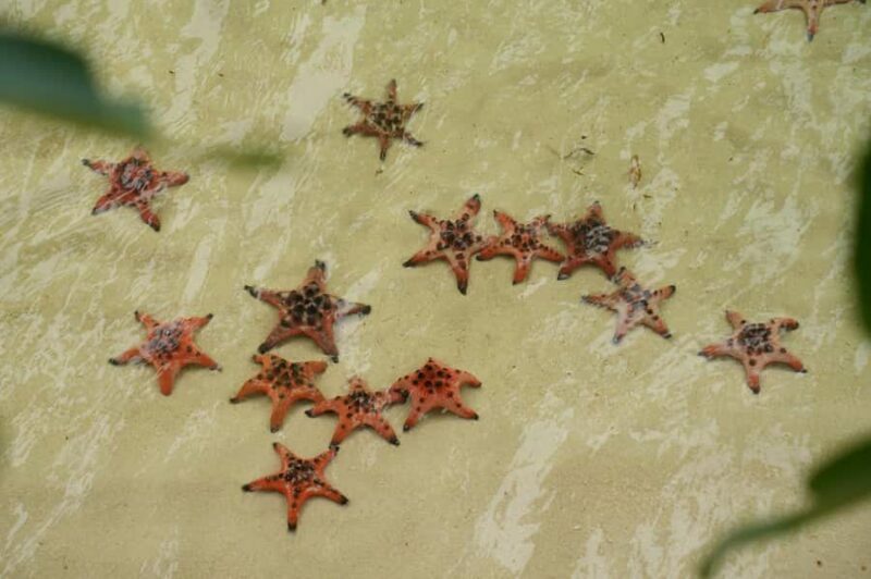 Phu Quoc: Rach Vem Starfish Kingdom & Cooking Experience - Key Points