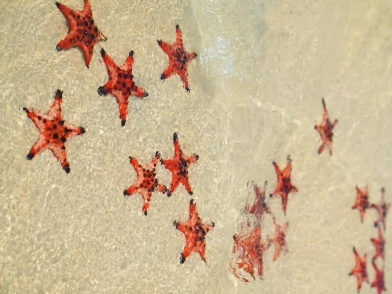 Phu Quoc: Rach Vem Starfish Kingdom & Cooking Experience - A Detailed Look at the Tour Experience
