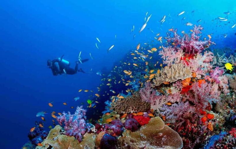 Phu Quoc : Scuba Diving and Parasailing at Roi Island - Cancellation Policy