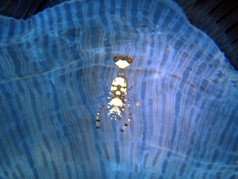 Phu Quoc: Scuba Diving Experience for All Levels - Dive Site Details