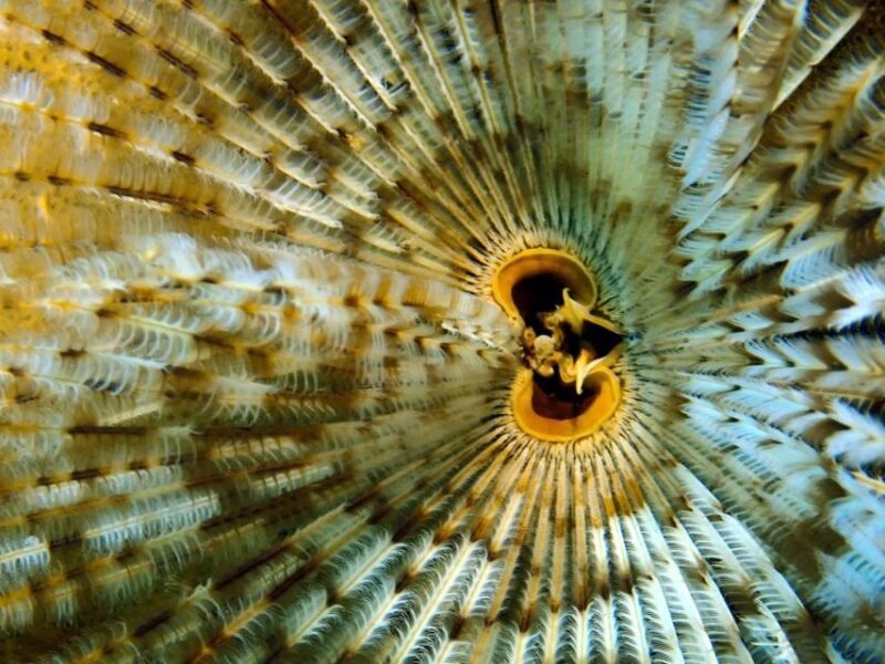 Phu Quoc: Scuba Diving Experience for All Levels - Instructor Supervision and Control