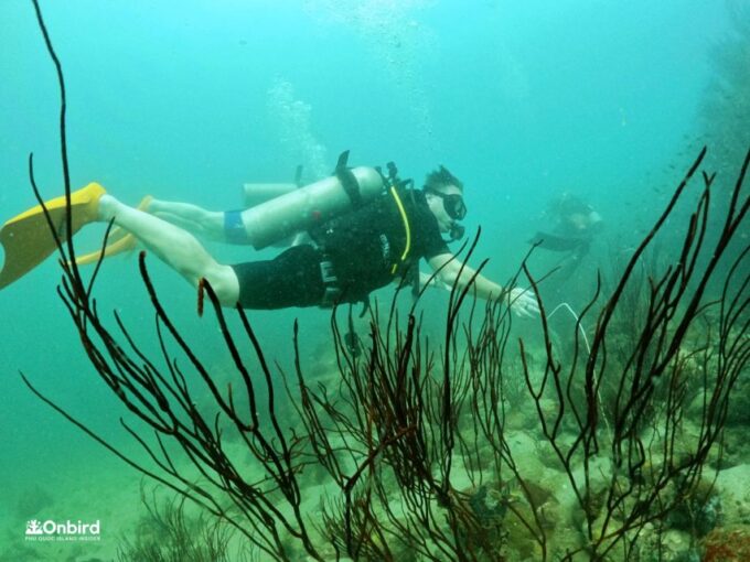 Phu Quoc: Scuba Diving Experience for All Levels - Duration and Suitability