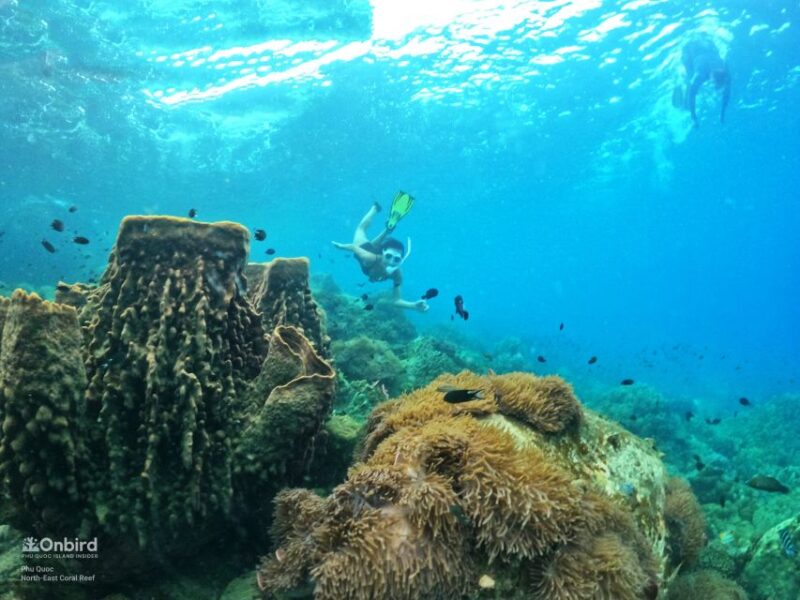 Phu Quoc: Small-Group Pro Snorkeling Tour by Speedboat - Coral Exploration Highlights
