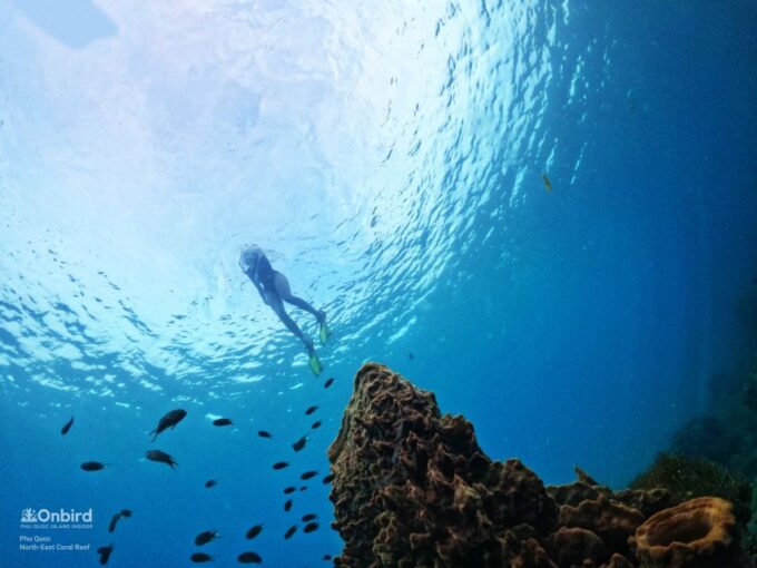 Phu Quoc: Small-Group Pro Snorkeling Tour by Speedboat - Included Services and Amenities