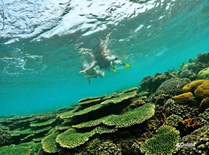 Phu Quoc Small-group Snorkeling to the Coral Jungle Reef - Pickup and Transportation